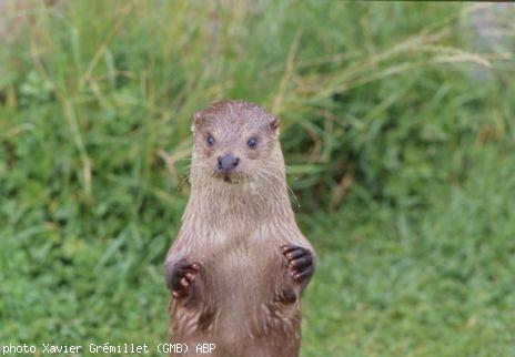 Loutre Debout