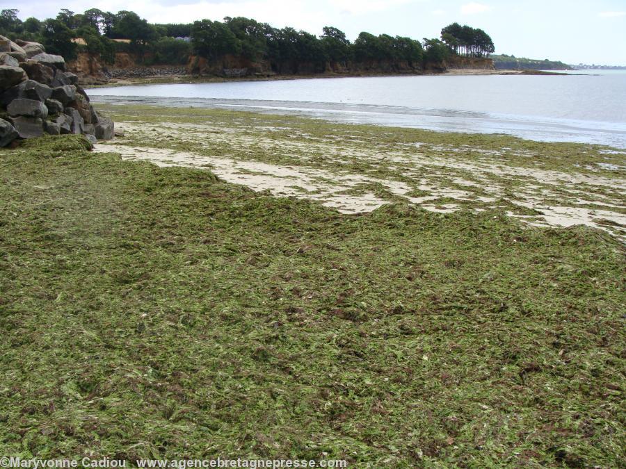 Algues vertes plage de Kerleven au fond de la baie de La Forêt Fouesnant. Juillet 2010.