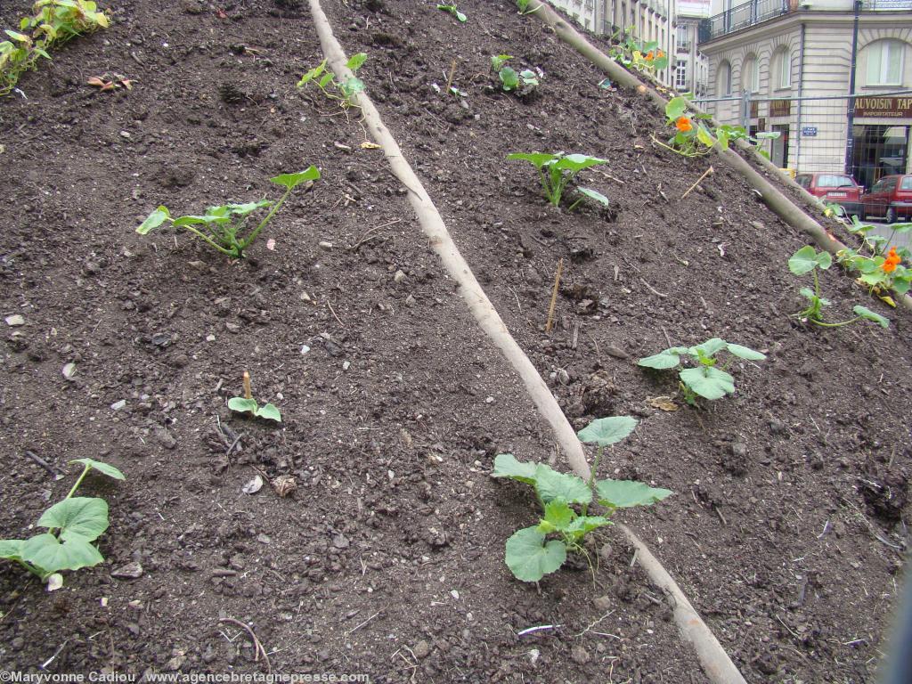 <b>Préparation du <i>Voyage à Nantes</i>. Place Graslin. L\'arroseuse municipale passera-t-elle tous les soirs ? 30 mai 2012.</b> <b>Préparation du <i>Voyage à Nantes</i>. Place Graslin. L\'arroseuse municipale passera-t-elle tous les soirs ? 30 mai 2012.</b>