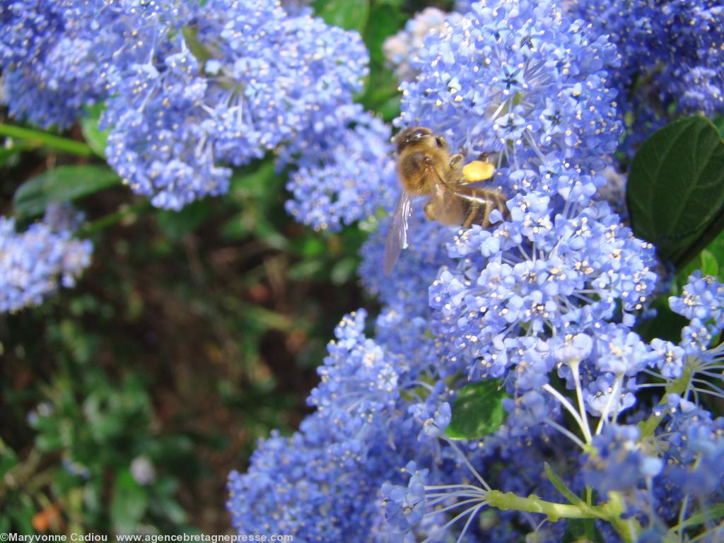 <b>Une abeille déjà chargée de pollen butine un <i>céanothe</i> quartier du Breil à Nantes.</b> <b>Une abeille déjà chargée de pollen butine un <i>céanothe</i> quartier du Breil à Nantes.</b>