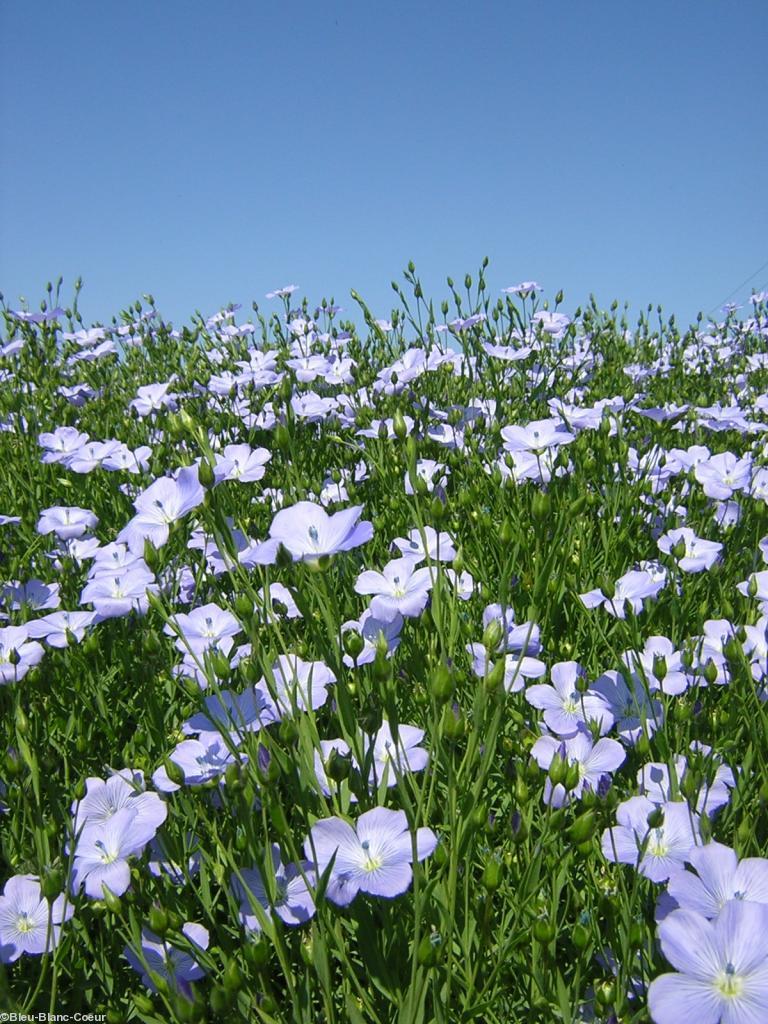<b>La culture du lin. CLIQUER pour voir la photo du champ de lin entière.</b>