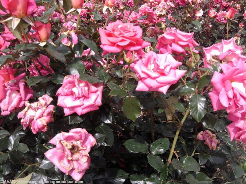 Rosier des jardins
nom de la rose : relfet de St Malo Rosier des jardins
nom de la rose : relfet de St Malo