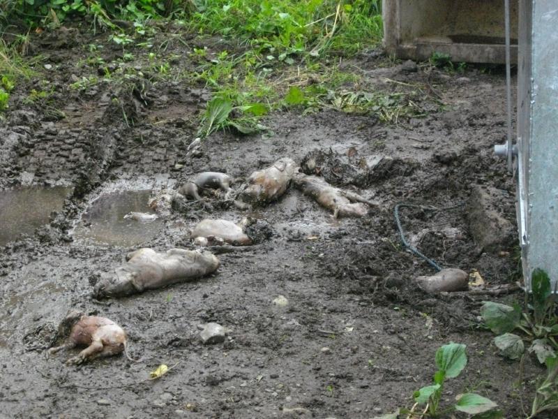 Un élevage quelque part en Bretagne