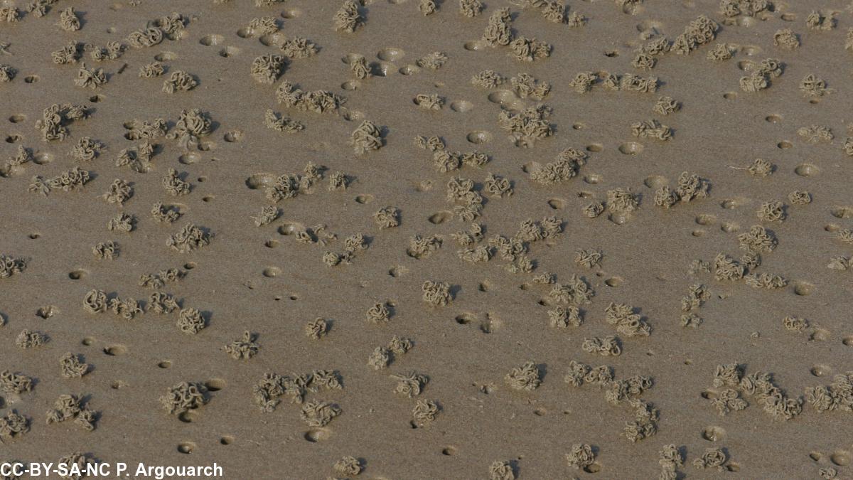 Déjections d\'arénicoles sur une plage bretonne. Au fond des trous des vers qui savent faire de l'hémoglobine !