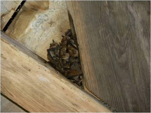 7 Arrêtés Préfectoral de Protection de Biotope tout frais pour les Chauves-souris en Loire-Atlant
