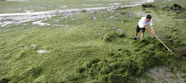 algues vertes : ramassage