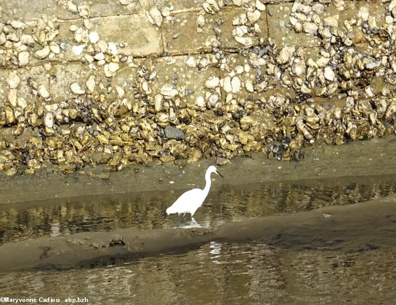 58- Adieu à l'aigrette garzette (petit héron blanc) qui se nourrit à marée basse. Remarquer toutes les huîtres sur le mur.