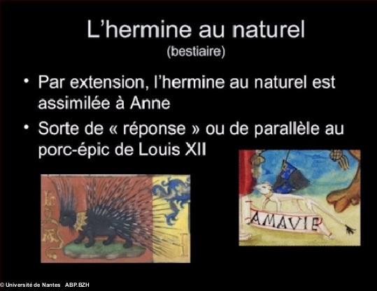 7- L'hermine au naturel. Copie d'écran de la vidéo de l'université de Nantes.