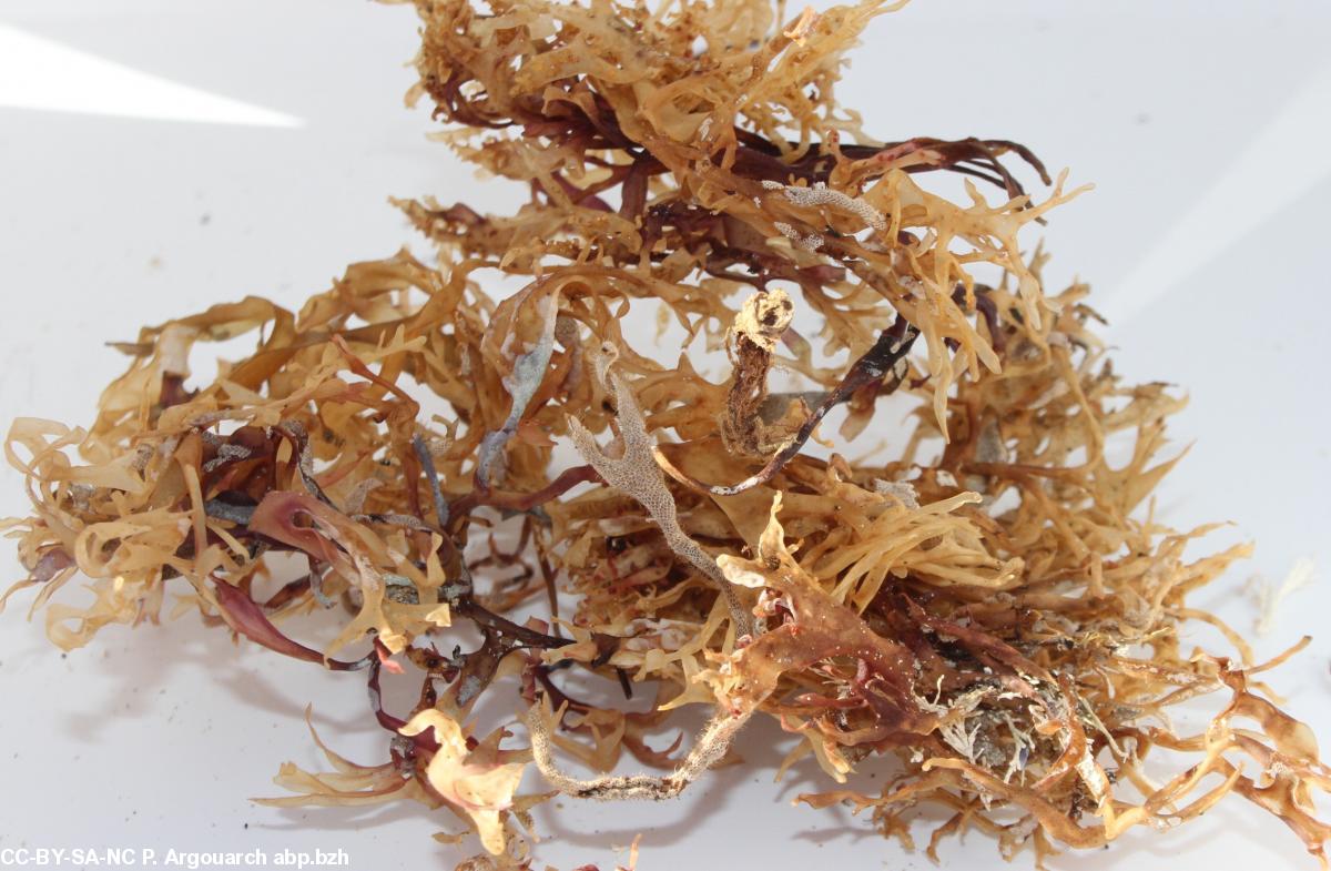 Les algues alimentaires dans la tradition celtique : chondrus crispus