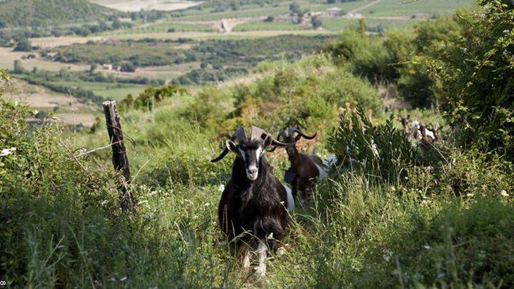 L'élevage aussi en crise en Corse