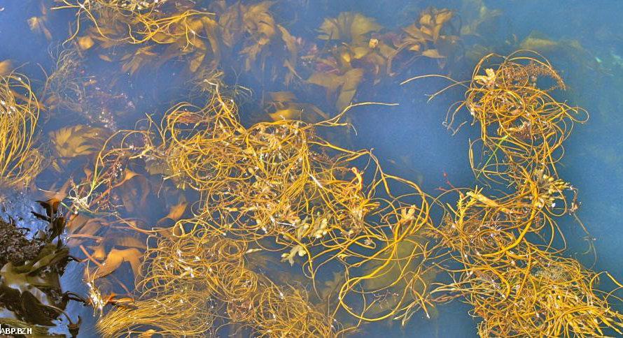 Jeunes pousses d’himantalia elongata (spaghetti  de la mer) à la pointe du Raz