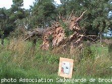 Un arbre arraché à l'explosif