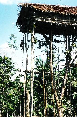 Habitation des tribus koroways.