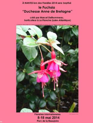 Affiche annonçant le baptême du fuchsia Duchesse Anne de Bretagne avec <b>un autre fuchsia</b>...