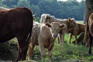 Les veaux sont élevés par leur mère et non par une nourrice comme dans bien des élevages conventionnels